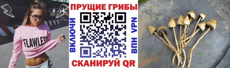 KRAKEN ONION  магазин  наркотиков  Пыталово  Псилоцибиновые грибы мухоморы 